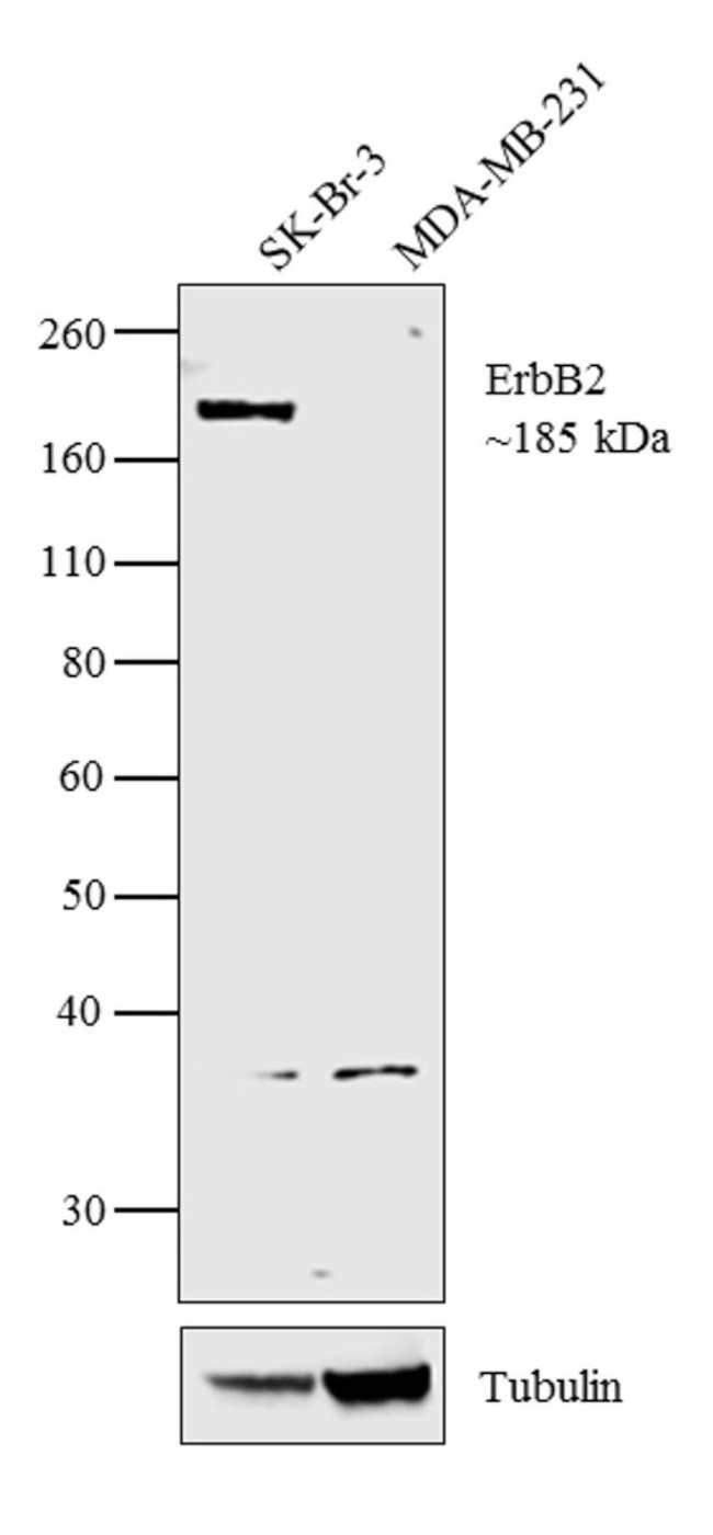 ErbB2 (HER-2) Antibody