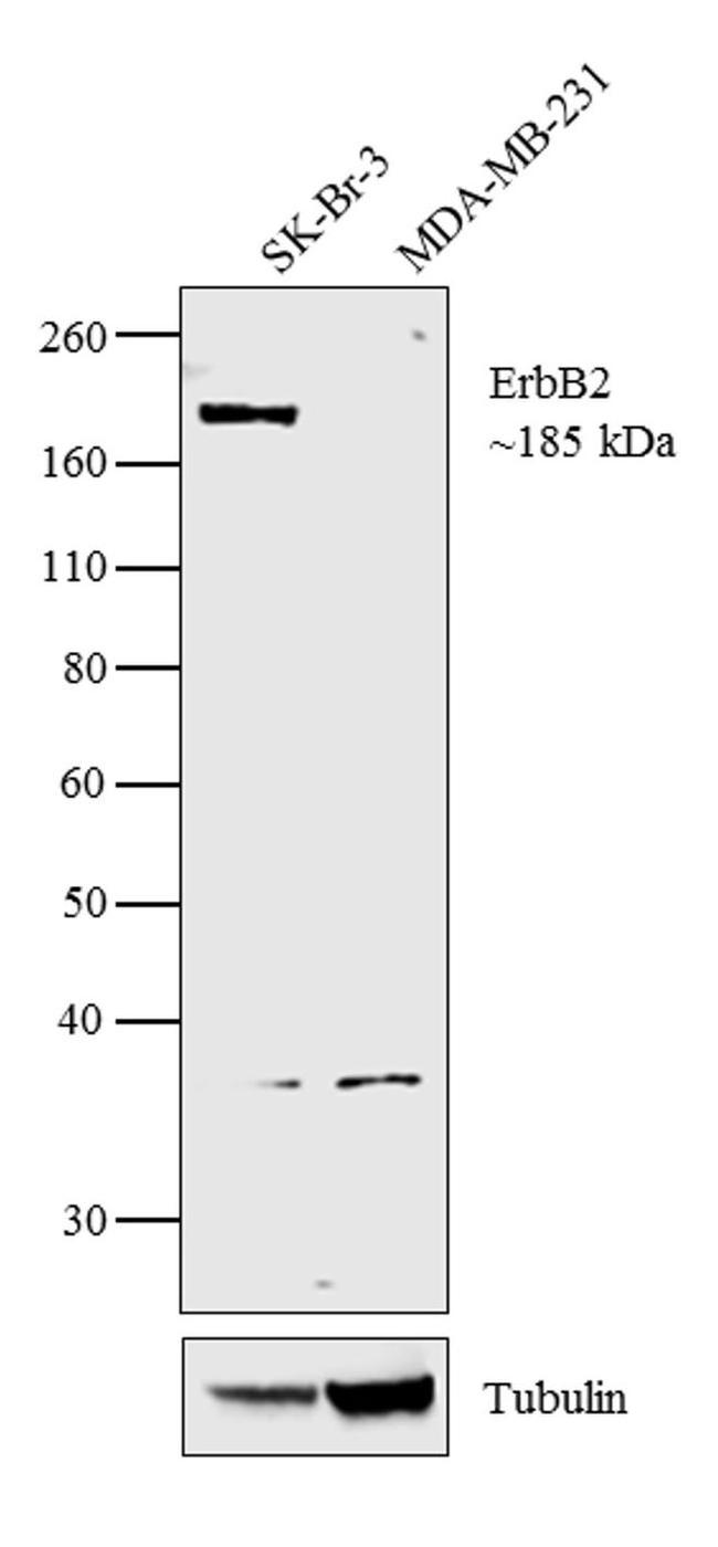 ErbB2 (HER-2) Antibody in Western Blot (WB)