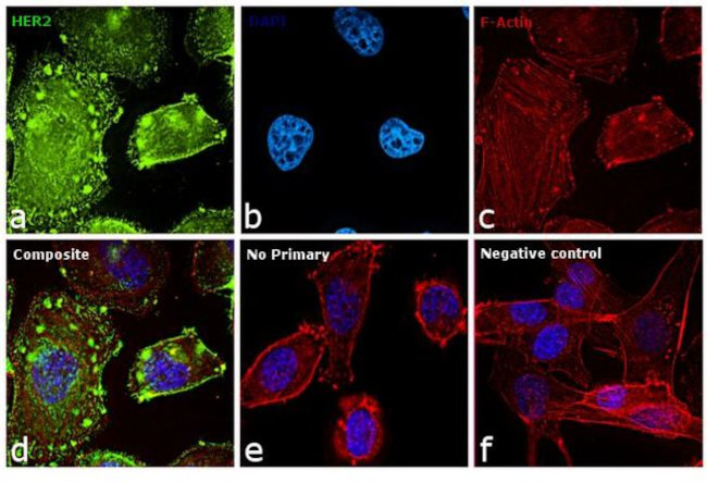 ErbB2 (HER-2) Antibody in Immunocytochemistry (ICC/IF)