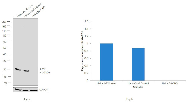 Bax Antibody