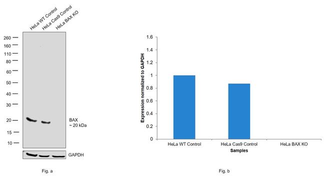 Bax Antibody in Western Blot (WB)