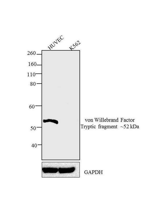 VWF Antibody in Western Blot (WB)