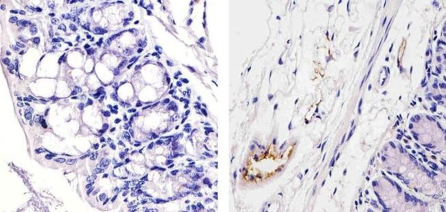 VWF Antibody in Immunohistochemistry (Paraffin) (IHC (P))