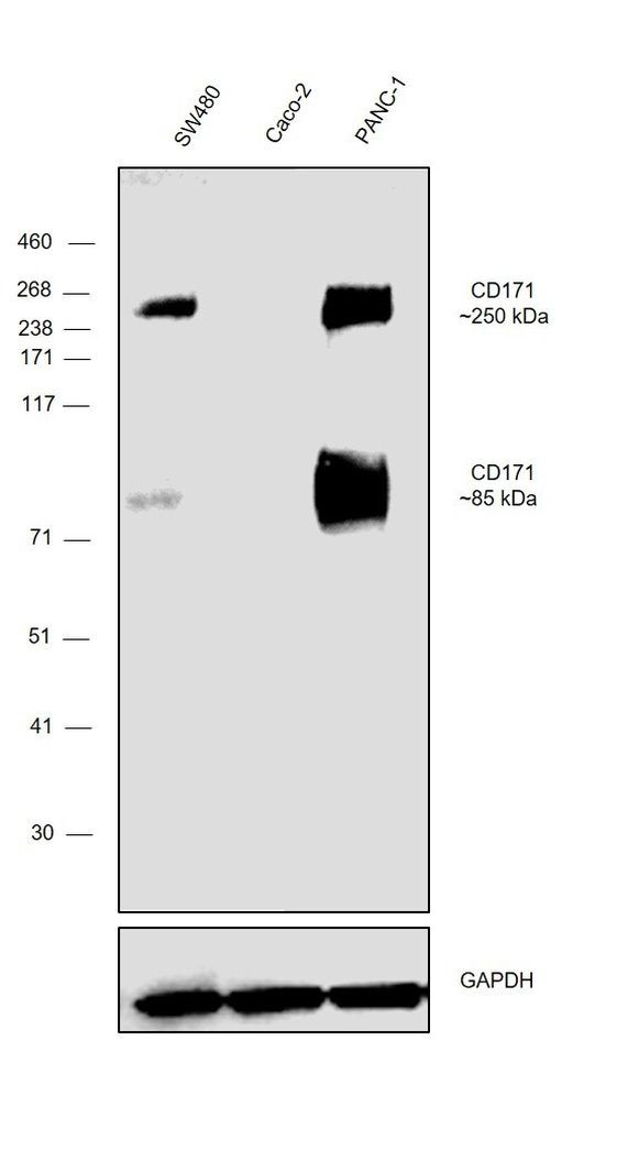 CD171 Antibody