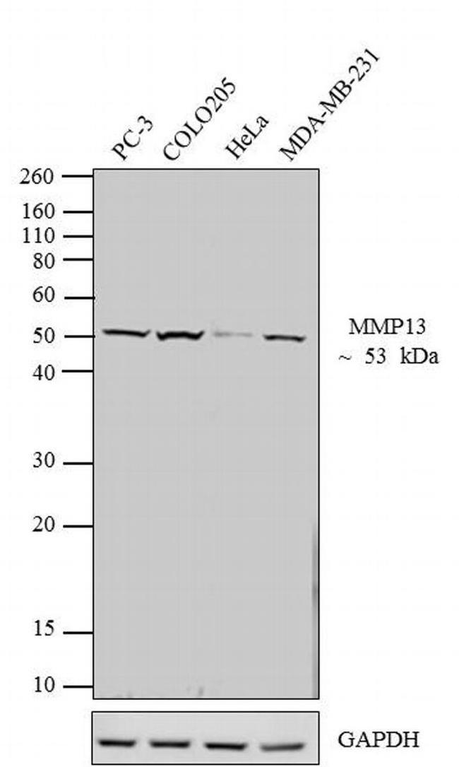 MMP13 Antibody in Western Blot (WB)