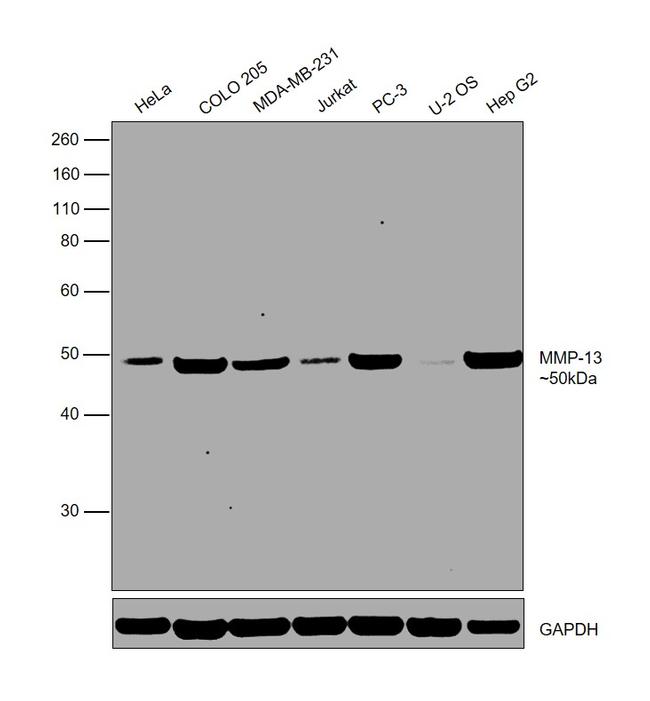 MMP13 Antibody in Western Blot (WB)