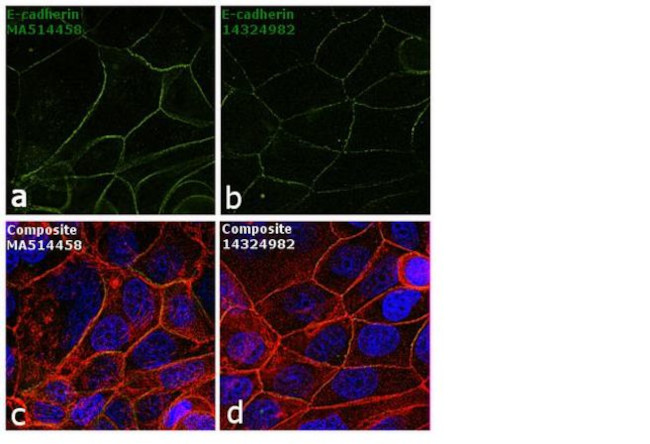 E-cadherin Antibody