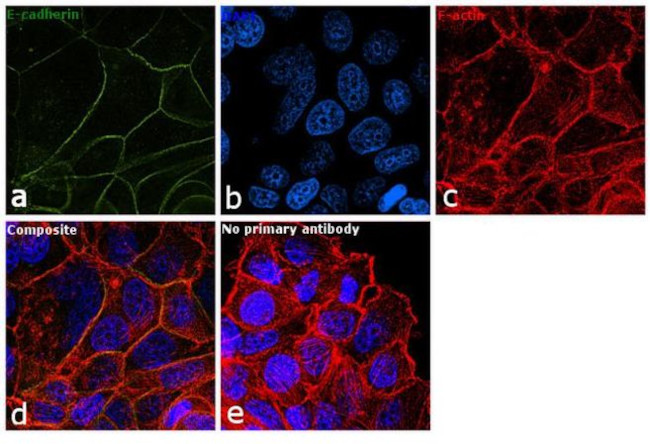 E-cadherin Antibody in Immunocytochemistry (ICC/IF)