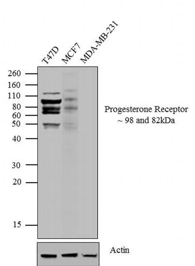 Progesterone Receptor Antibody in Western Blot (WB)