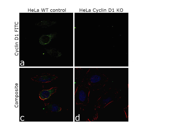 Cyclin D1 Antibody in Immunocytochemistry (ICC/IF)