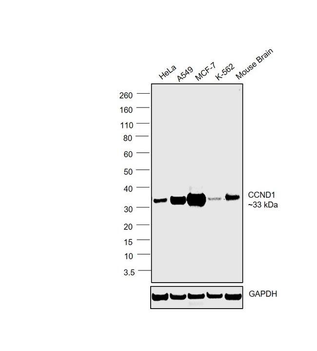 Cyclin D1 Antibody in Western Blot (WB)