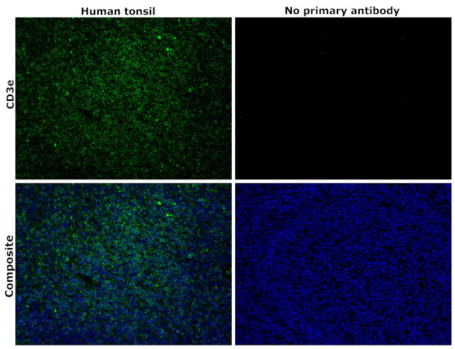 CD3e Antibody in Immunohistochemistry (Paraffin) (IHC (P))