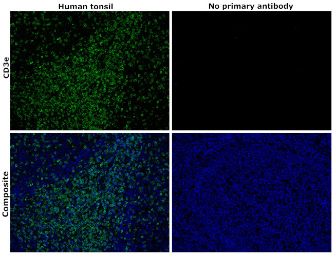 CD3e Antibody in Immunohistochemistry (Paraffin) (IHC (P))