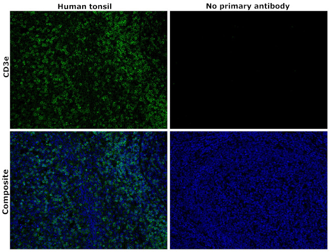 CD3e Antibody in Immunohistochemistry (Paraffin) (IHC (P))