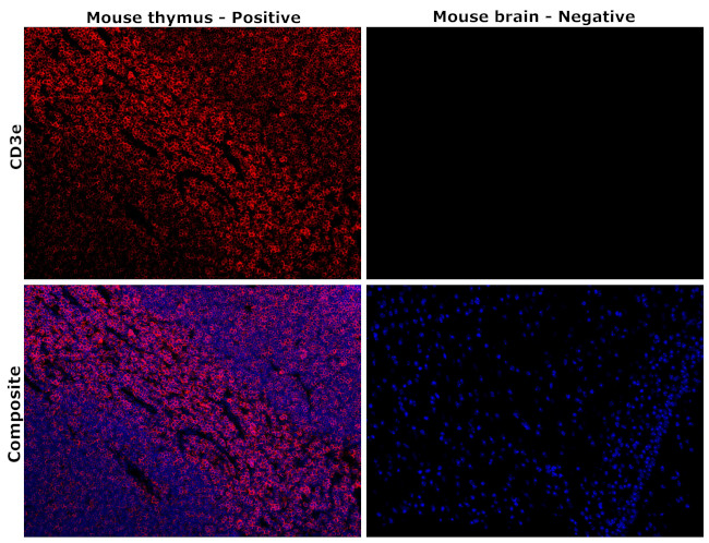 CD3e Antibody in Immunohistochemistry (Paraffin) (IHC (P))