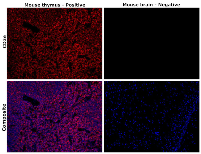 CD3e Antibody in Immunohistochemistry (Paraffin) (IHC (P))