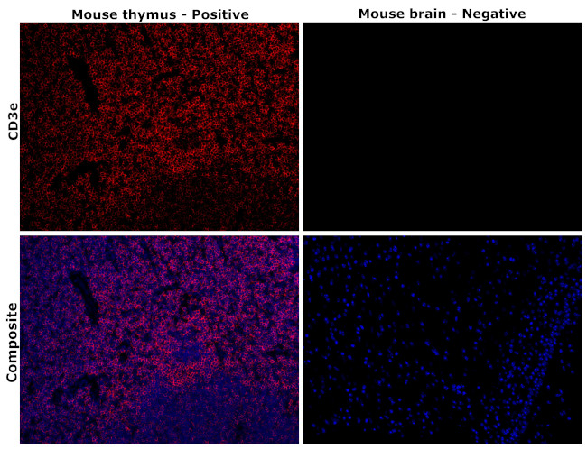 CD3e Antibody in Immunohistochemistry (Paraffin) (IHC (P))