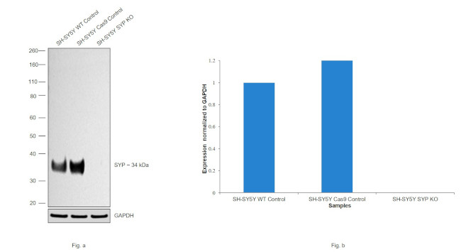 Synaptophysin Antibody