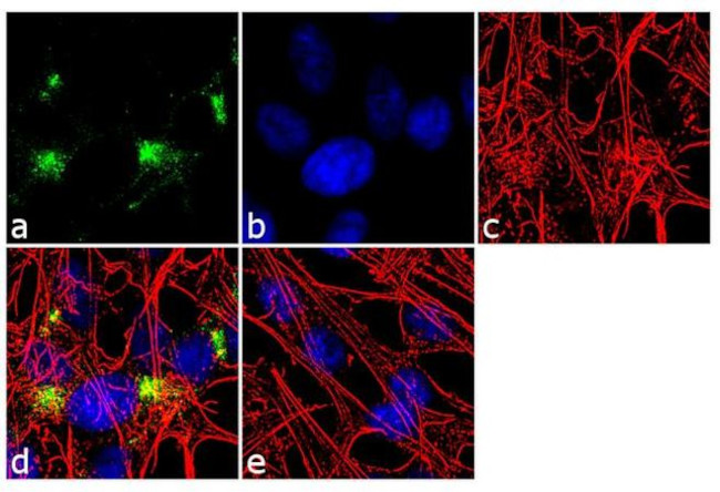 Synaptophysin Antibody in Immunocytochemistry (ICC/IF)