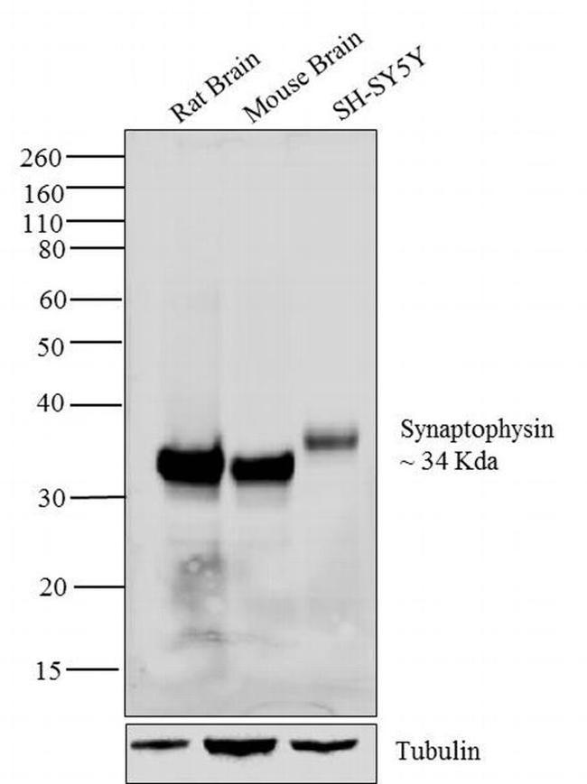 Synaptophysin Antibody in Western Blot (WB)