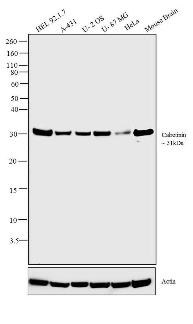 Calretinin Antibody in Western Blot (WB)