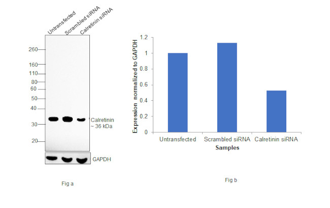 Calretinin Antibody