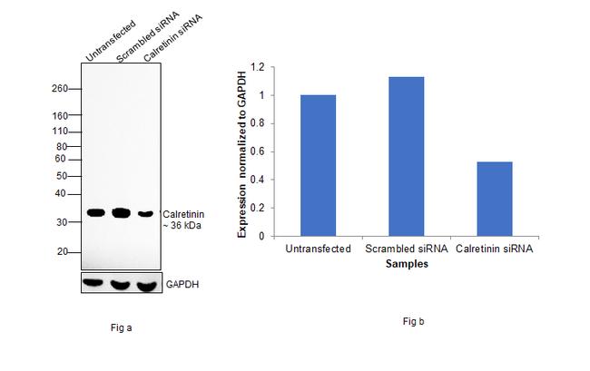 Calretinin Antibody in Western Blot (WB)