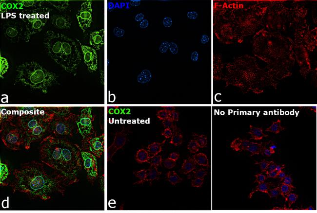 COX2 Antibody