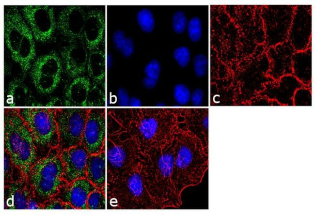 DOG-1 Antibody in Immunocytochemistry (ICC/IF)