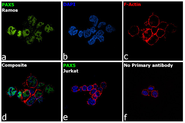 PAX5 Antibody