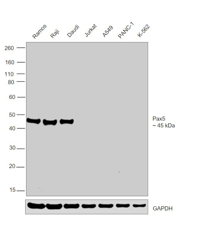 PAX5 Antibody