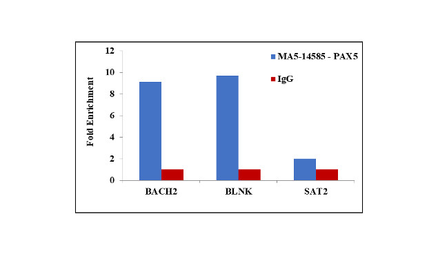 PAX5 Antibody in ChIP Assay (ChIP)