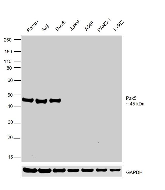 PAX5 Antibody in Western Blot (WB)