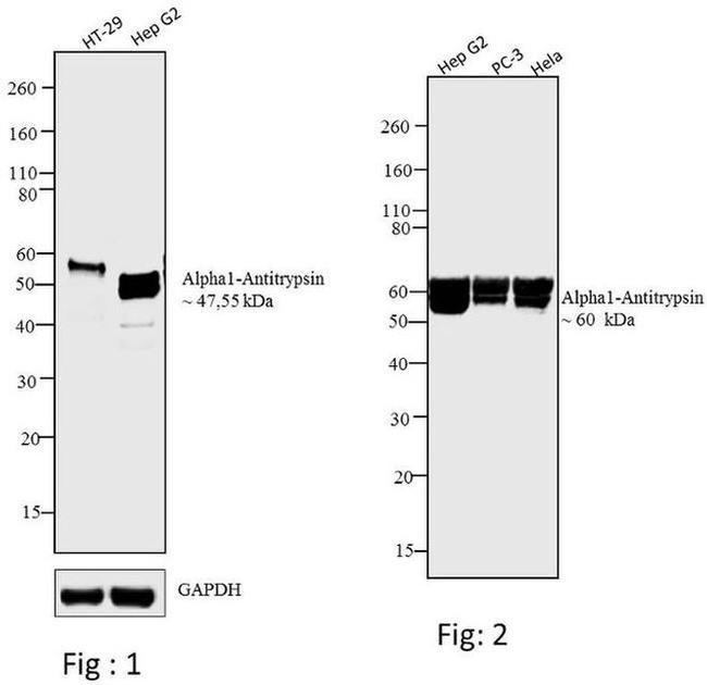 alpha-1 Antitrypsin Antibody in Western Blot (WB)