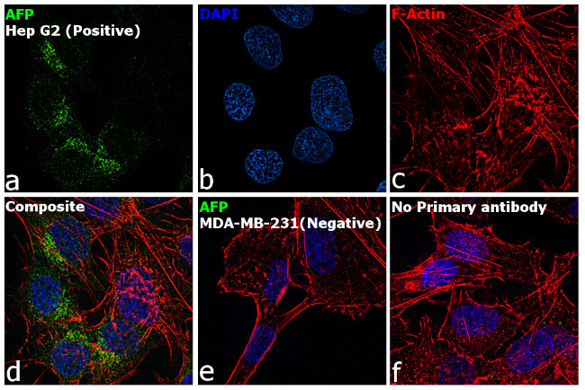 AFP Antibody in Immunocytochemistry (ICC/IF)