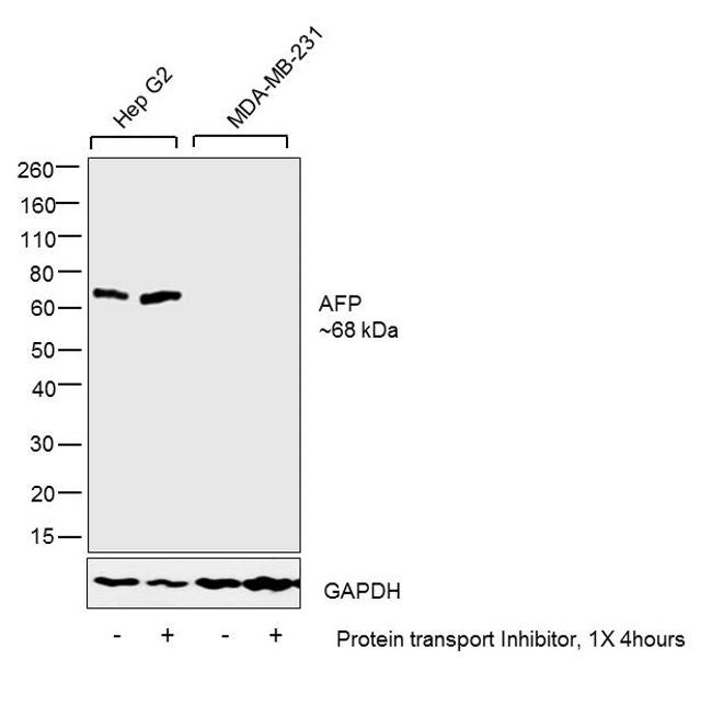 AFP Antibody in Western Blot (WB)