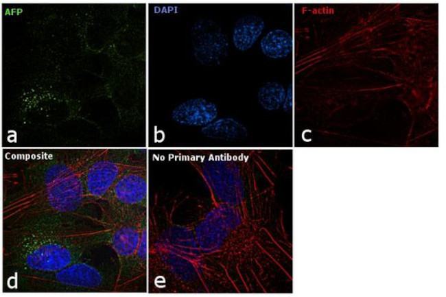 AFP Antibody in Immunocytochemistry (ICC/IF)