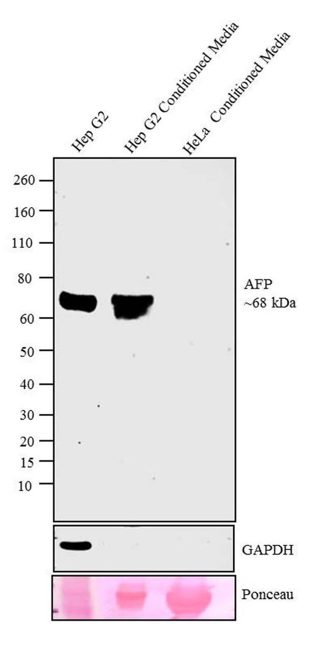 AFP Antibody in Western Blot (WB)