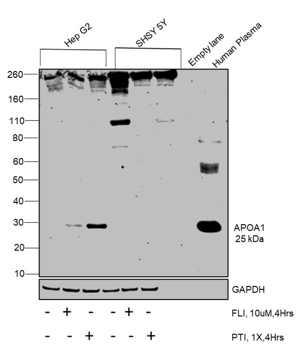 ApoA1 Antibody