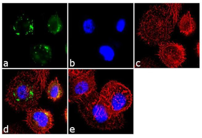 Follicle Stimulating Hormone Antibody in Immunocytochemistry (ICC/IF)