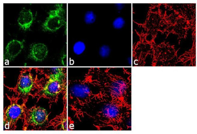 Apolipoprotein B Antibody in Immunocytochemistry (ICC/IF)