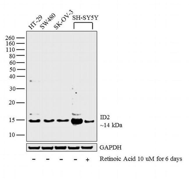 ID2 Antibody in Western Blot (WB)