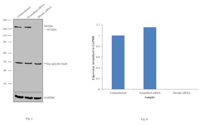 Drosha Antibody in Western Blot (WB)
