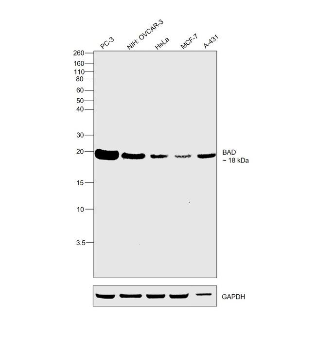 BAD Antibody in Western Blot (WB)