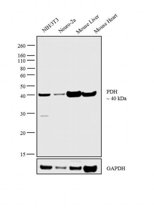 PDHA1 Antibody in Western Blot (WB)