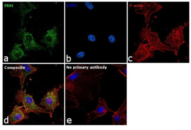 PDHA1 Antibody in Immunocytochemistry (ICC/IF)