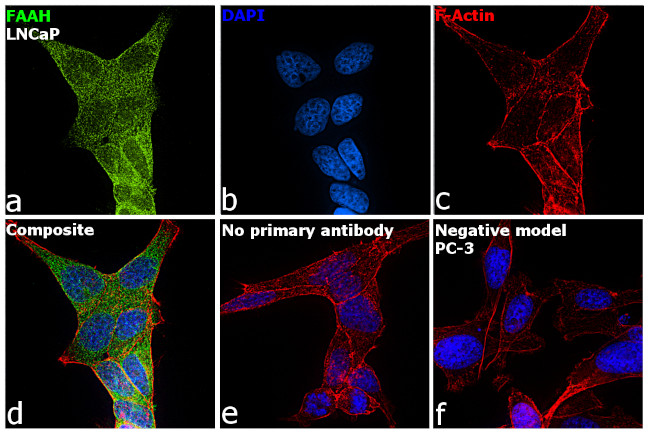 FAAH Antibody in Immunocytochemistry (ICC/IF)