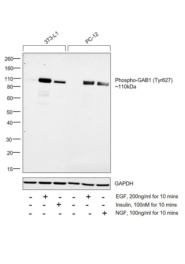 Phospho-GAB1 (Tyr627) Antibody in Western Blot (WB)