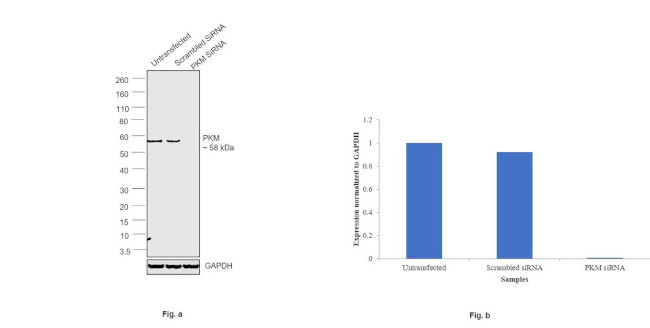 PKM1/PKM2 Antibody