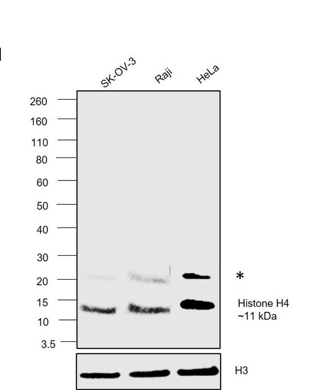 Histone H4 Antibody in Western Blot (WB)